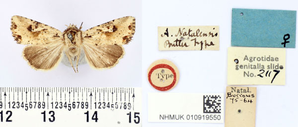 /filer/webapps/moths/media/images/N/natalensis_Apamea_HT_BMNH.jpg
