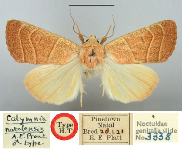 /filer/webapps/moths/media/images/N/natalensis_Calymnia_HT_BMNH.jpg