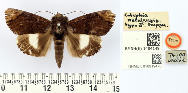 /filer/webapps/moths/media/images/N/natalensis_Catephia_HT_BMNH.jpg