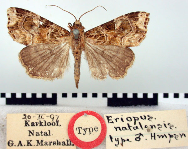 /filer/webapps/moths/media/images/N/natalensis_Eriopus_HT_BMNH.jpg