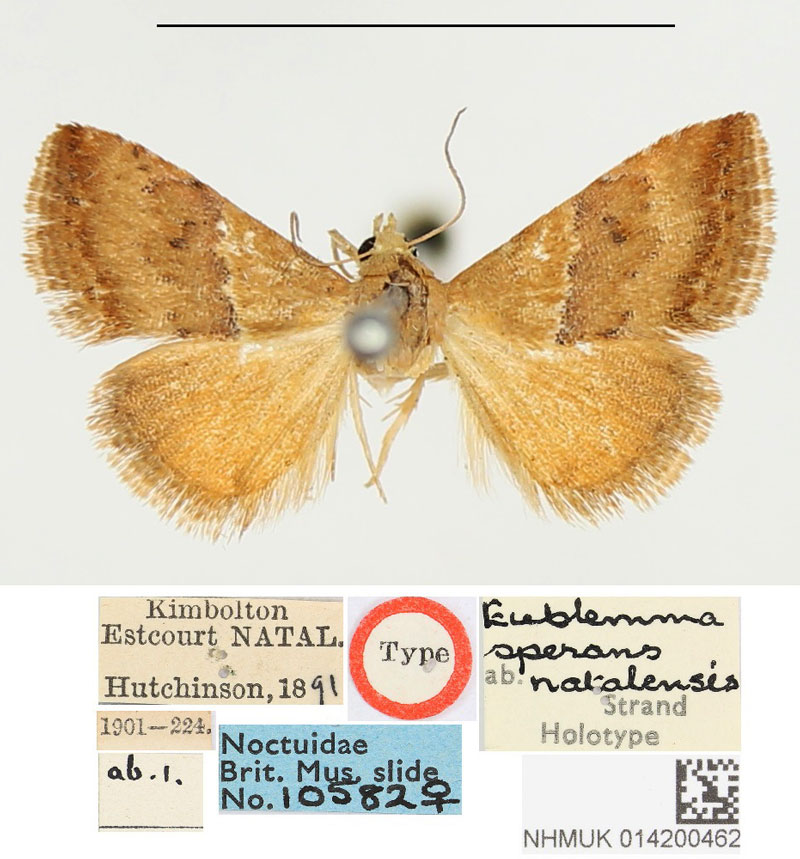 /filer/webapps/moths/media/images/N/natalensis_Eublemma_HT_BMNH.jpg