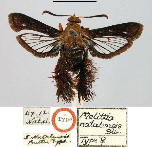 /filer/webapps/moths/media/images/N/natalensis_Melittia_HT_BMNH.jpg