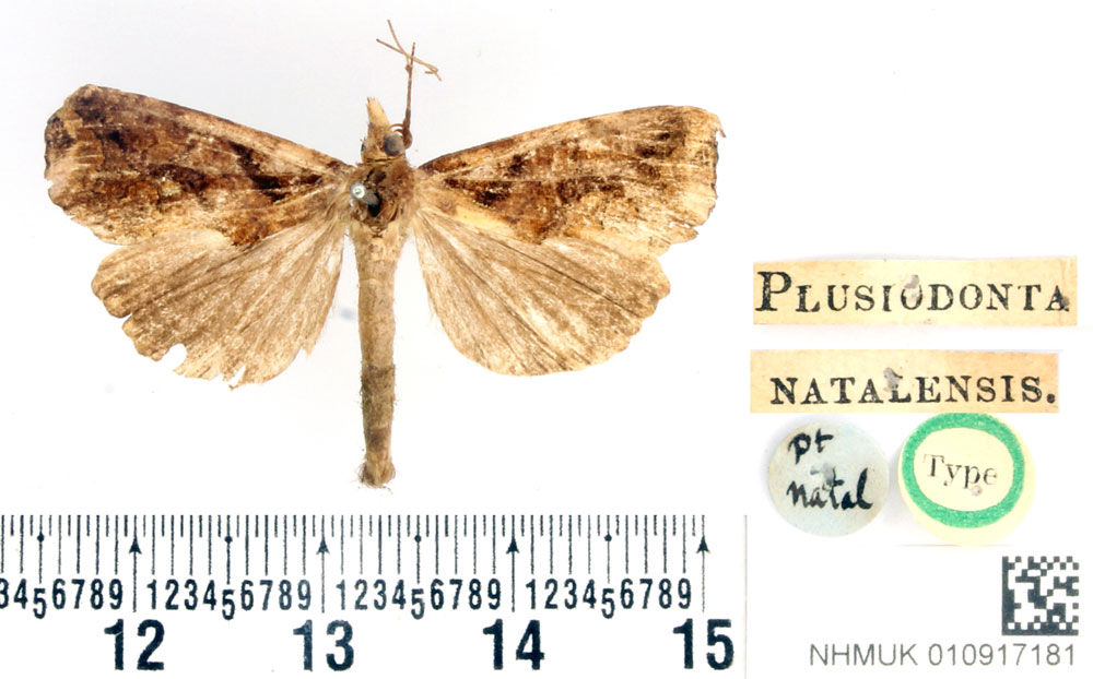 /filer/webapps/moths/media/images/N/natalensis_Plusiodonta_HT_BMNH.jpg