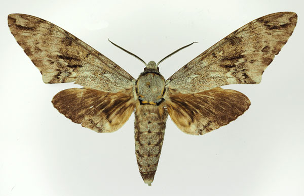 /filer/webapps/moths/media/images/N/natalensis_Poliana_AM_Basquin_03.jpg