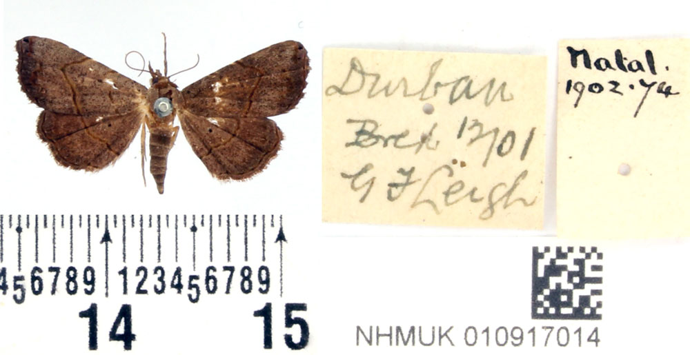 /filer/webapps/moths/media/images/N/natalensis_Rhesalides_STM_BMNH.jpg