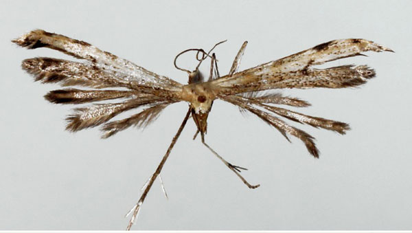 /filer/webapps/moths/media/images/N/nawrothi_Hellinsia_HT_BMNH.jpg