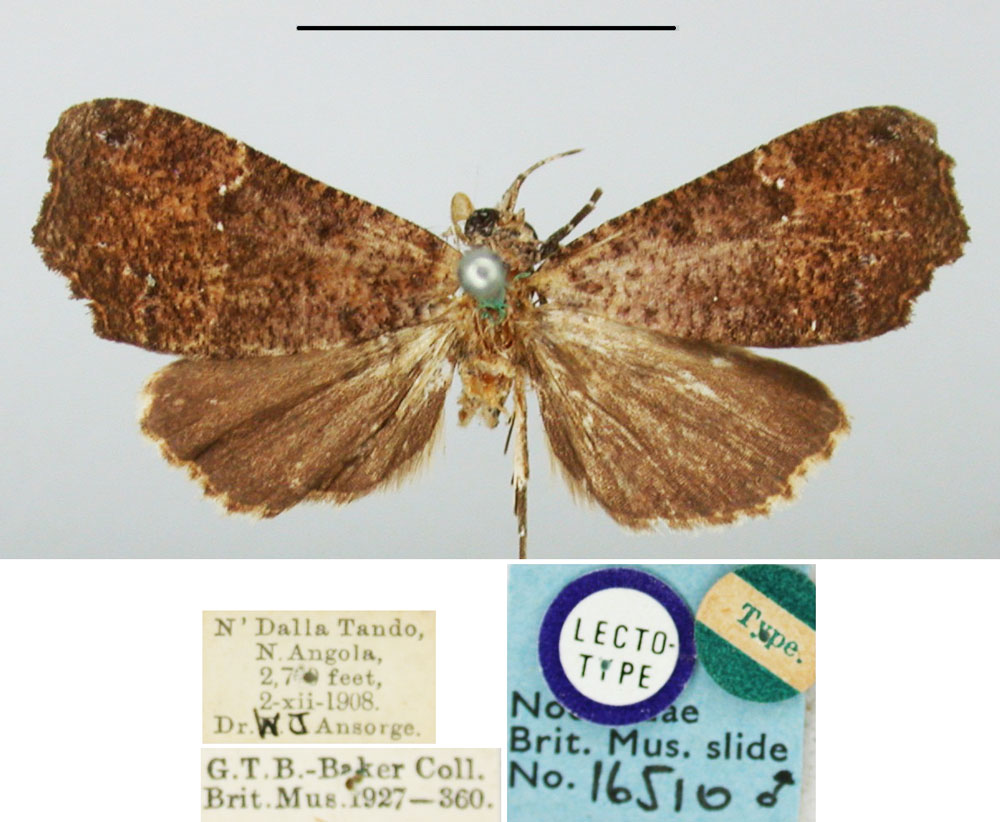 /filer/webapps/moths/media/images/N/ndalla_Catada_HT_BMNH.jpg