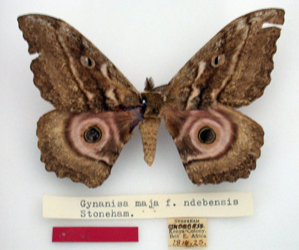 /filer/webapps/moths/media/images/N/ndebesiensis_Gynanisa_HT_NMK.jpg