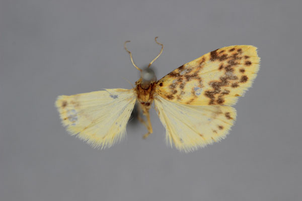 /filer/webapps/moths/media/images/N/neavi_Afrasura_HT_BMNH.jpg