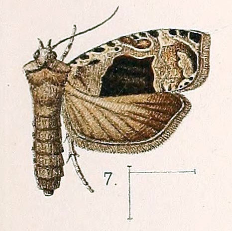 /filer/webapps/moths/media/images/N/nebulana_Eccopsis_HT_Walsingham_1891_3-7.jpg