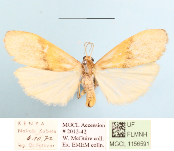 /filer/webapps/moths/media/images/N/nebuliferella_Brunia_A_MGCLa_01.JPG