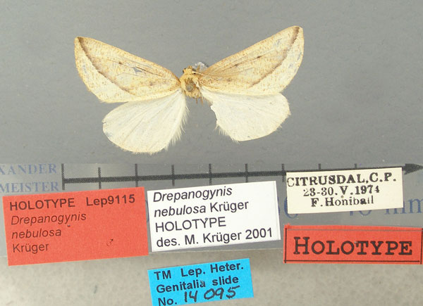 /filer/webapps/moths/media/images/N/nebulosa_Drepanogynis_HT_TMSA.jpg