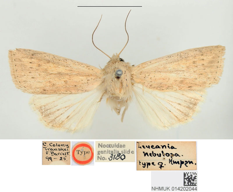 /filer/webapps/moths/media/images/N/nebulosa_Leucania_HT_BMNH.jpg