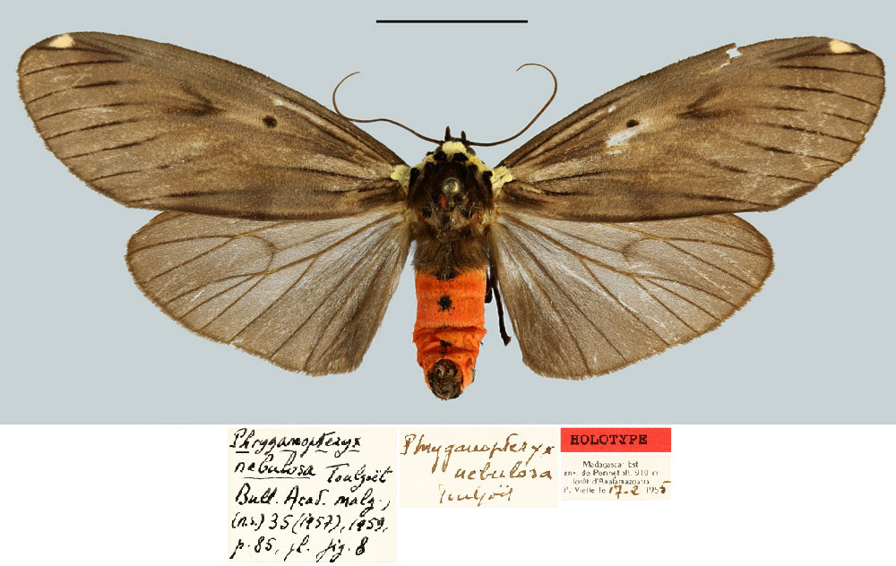 /filer/webapps/moths/media/images/N/nebulosa_Phryganopteryx_HT_MNHN.jpg