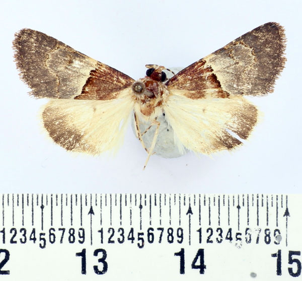 /filer/webapps/moths/media/images/N/nejdicola_Drasteriodes_A_BMNH.jpg
