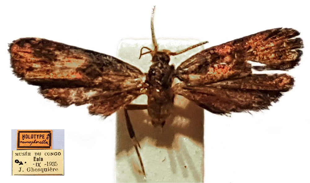/filer/webapps/moths/media/images/N/nemophorella_Ptilothyris_HT_RMCA.jpg