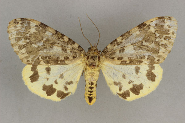 /filer/webapps/moths/media/images/N/nephelistis_Paramaenas_ST_BMNH.jpg