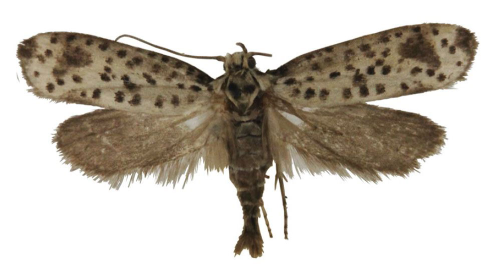 /filer/webapps/moths/media/images/N/nephella_Yponomeuta_HT_BMNH.jpg