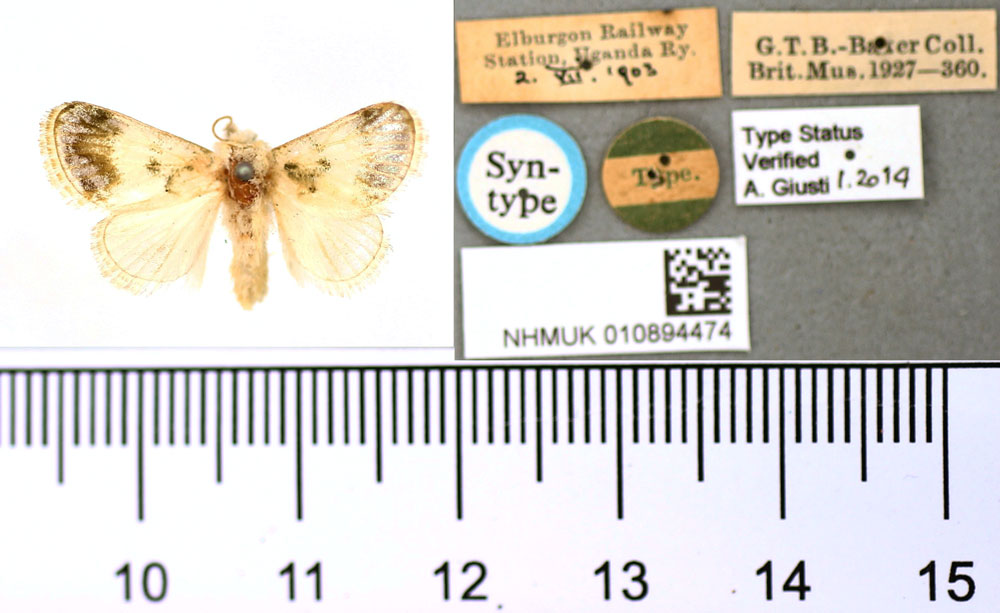 /filer/webapps/moths/media/images/N/nephochloeropis_Narosa_HT_BMNH.jpg