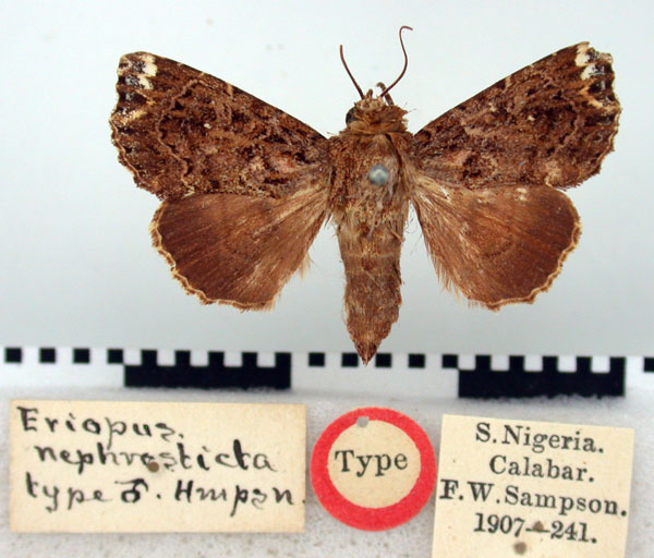 /filer/webapps/moths/media/images/N/nephrosticta_Eriopus_HT_BMNH.jpg