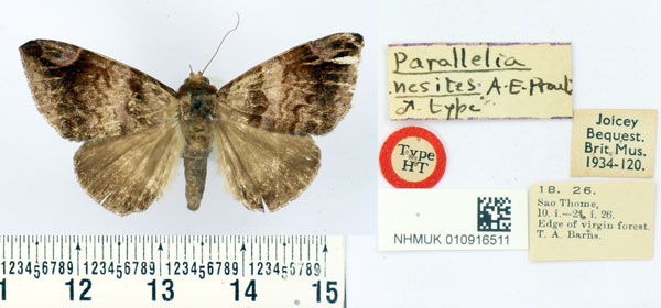 /filer/webapps/moths/media/images/N/nesites_Parallelia_HT_BMNH.jpg