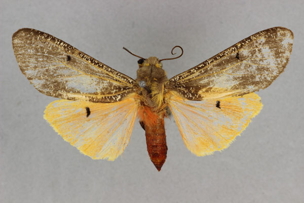 /filer/webapps/moths/media/images/N/neumanni_Teracotona_HT_BMNH.jpg