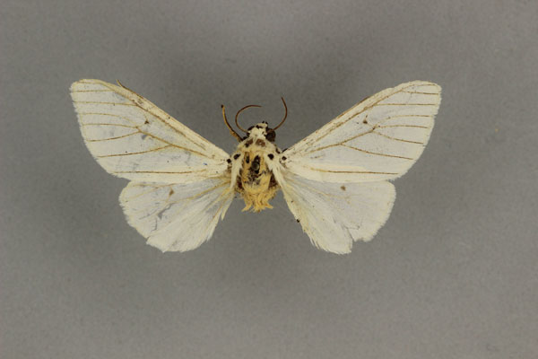 /filer/webapps/moths/media/images/N/neurophaea_Dubatolovia_HT_BMNH.jpg