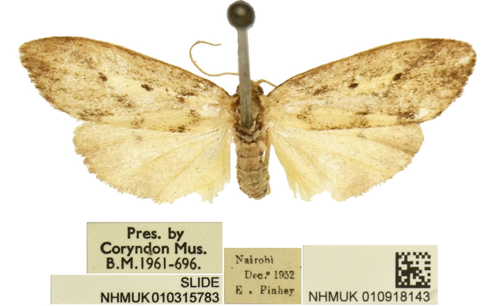 /filer/webapps/moths/media/images/N/ngai_Exilisia_HT_BMNH.jpg