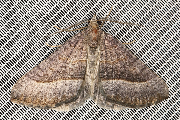 /filer/webapps/moths/media/images/N/nictitaria_Scotopteryx_AM_Heyns.jpg