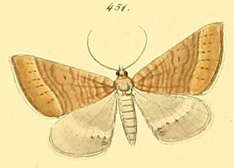 /filer/webapps/moths/media/images/N/nictitaria_Scotopteryx_HT_HS_101_451.jpg
