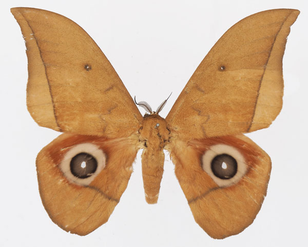 /filer/webapps/moths/media/images/N/niepelti_Lobobunaea_AM_Basquina.jpg