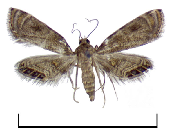 /filer/webapps/moths/media/images/N/nigerialis_Eoophyla_HT_BMNH.jpg