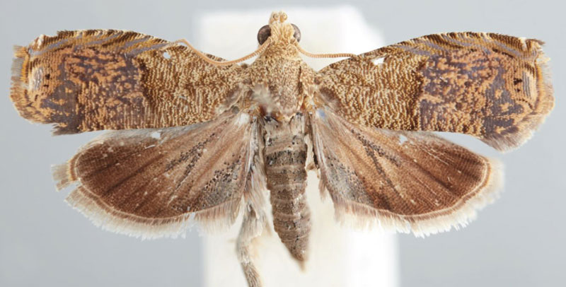 /filer/webapps/moths/media/images/N/nigeriana_Eucosmocydia_HT_USNM.jpg