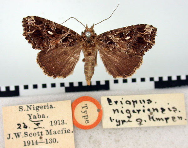 /filer/webapps/moths/media/images/N/nigeriensis_Eriopus_AT_BMNH.jpg