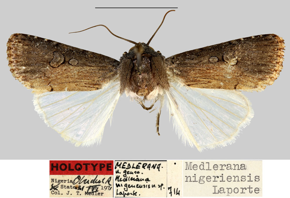 /filer/webapps/moths/media/images/N/nigeriensis_Medlerana_HT_MNHN.jpg
