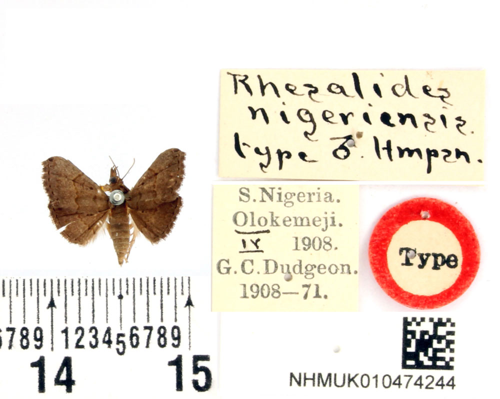/filer/webapps/moths/media/images/N/nigeriensis_Rhesalides_HT_BMNH.jpg