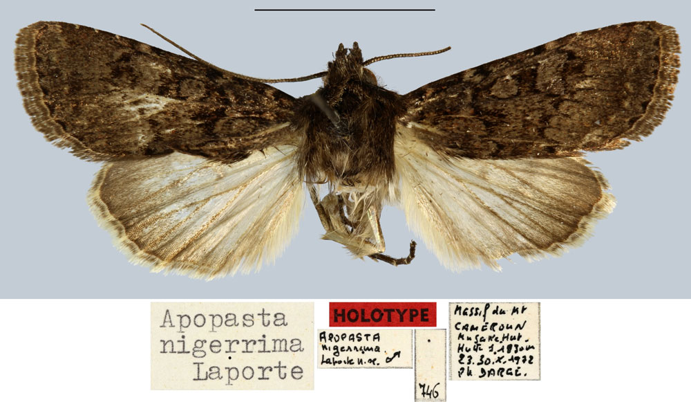 /filer/webapps/moths/media/images/N/nigerrima_Apospasta_HT_MNHN.jpg