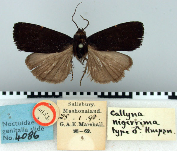 /filer/webapps/moths/media/images/N/nigerrima_Callyna_ST_BMNH.jpg