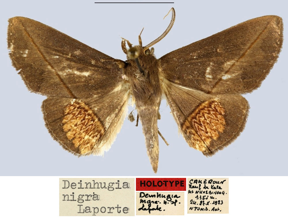 /filer/webapps/moths/media/images/N/nigra_Deinhugia_HT_MNHN.jpg