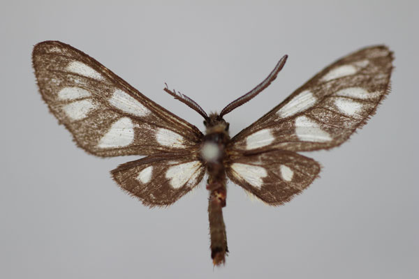 /filer/webapps/moths/media/images/N/nigra_Epitoxis_HT_BMNH.jpg