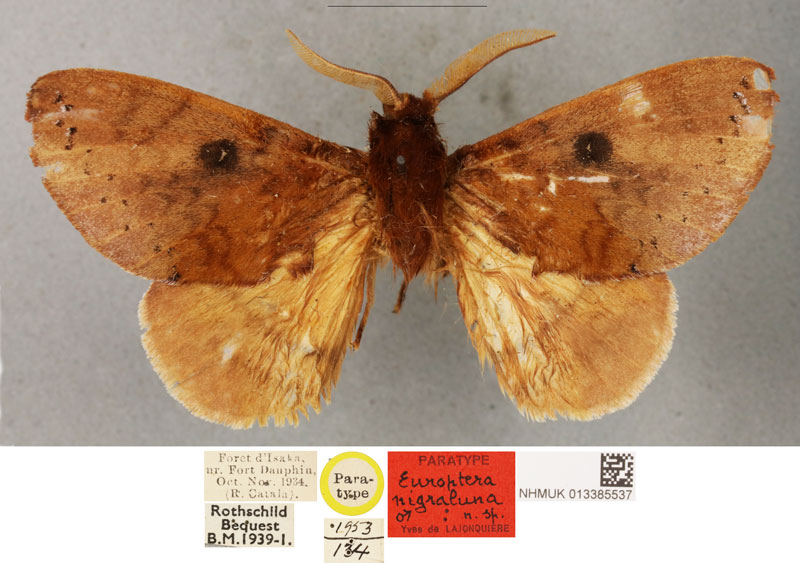 /filer/webapps/moths/media/images/N/nigraluna_Europtera_HT_BMNH.jpg