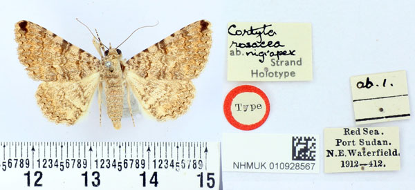 /filer/webapps/moths/media/images/N/nigrapex_Cortyta_HT_BMNH.jpg