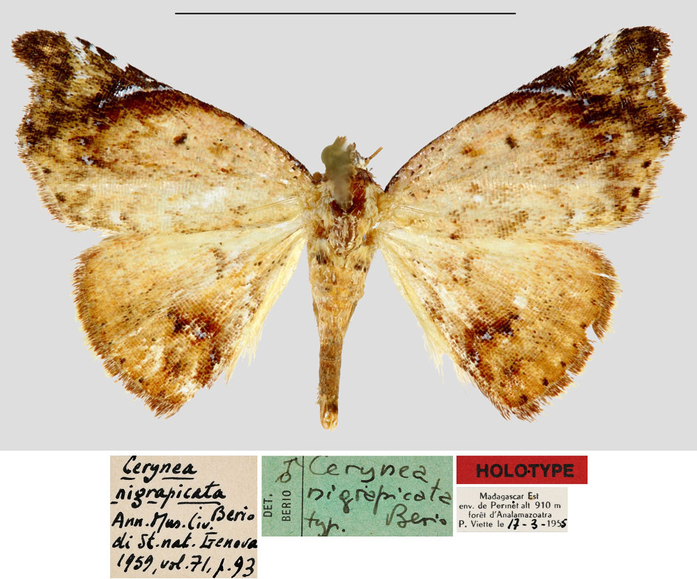 /filer/webapps/moths/media/images/N/nigrapicata_Cerynea_HT_MNHN.jpg
