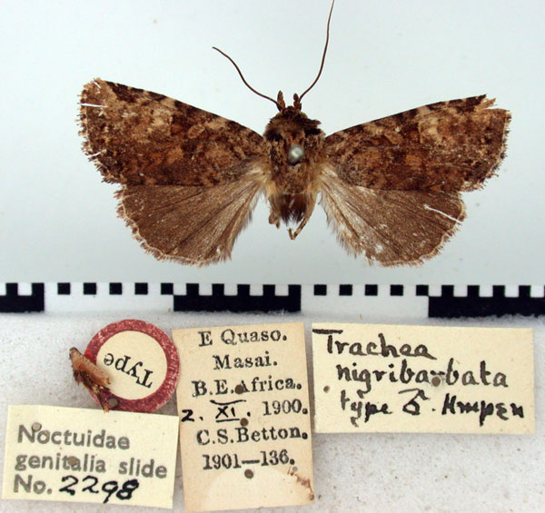 /filer/webapps/moths/media/images/N/nigribarbata_Trachea_HT_BMNH.jpg