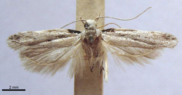 /filer/webapps/moths/media/images/N/nigribasis_Leucophylla_HT_TMSA.jpg
