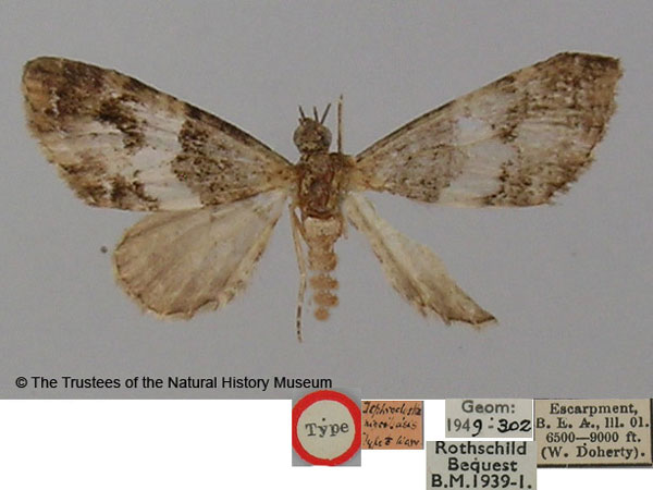 /filer/webapps/moths/media/images/N/nigribasis_Tephroclystia_HT_BMNH.jpg