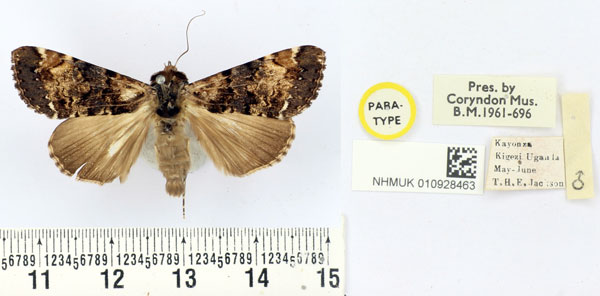 /filer/webapps/moths/media/images/N/nigricans_Ulotrichopus_PT_BMNH.jpg