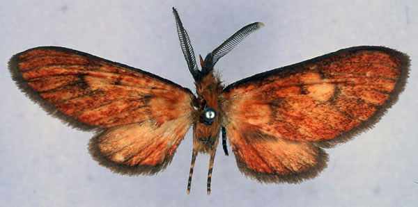 /filer/webapps/moths/media/images/N/nigriceps_Cameroonia_NAT_BMNH_01.jpg