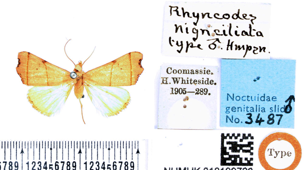 /filer/webapps/moths/media/images/N/nigriciliata_Paralephana_HT_BMNH.jpg