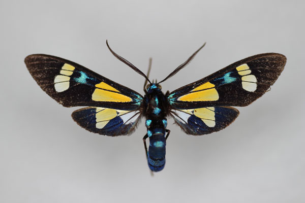 /filer/webapps/moths/media/images/N/nigricincta_Euchromia_HT_BMNH.jpg
